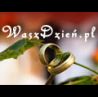 Pawart Studio - www.waszdzien.pl www.pawart.pl